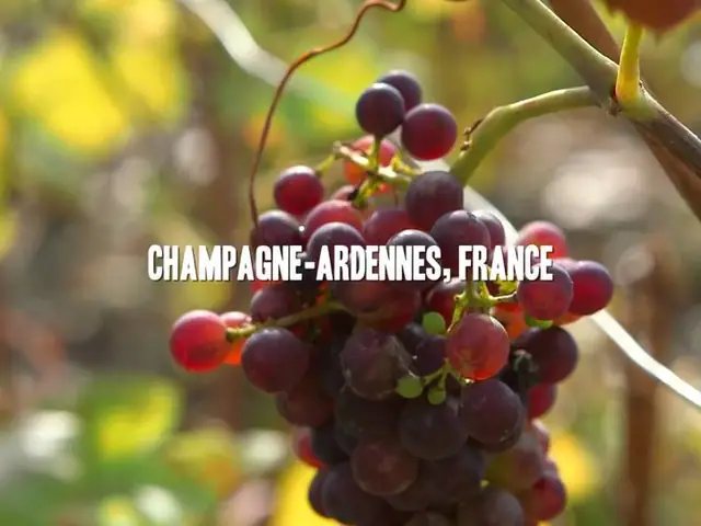 Behind the Scenes: Cave Tour and Tasting of Taittinger Champagne