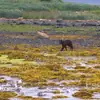 Video: Alaska Wildlife Encounters You Can't Miss