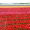 The World's Largest Spring Flower Garden - in Full Bloom on a Tulip-Time River Cruise!