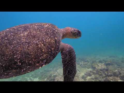 The Galapagos with Celebrity