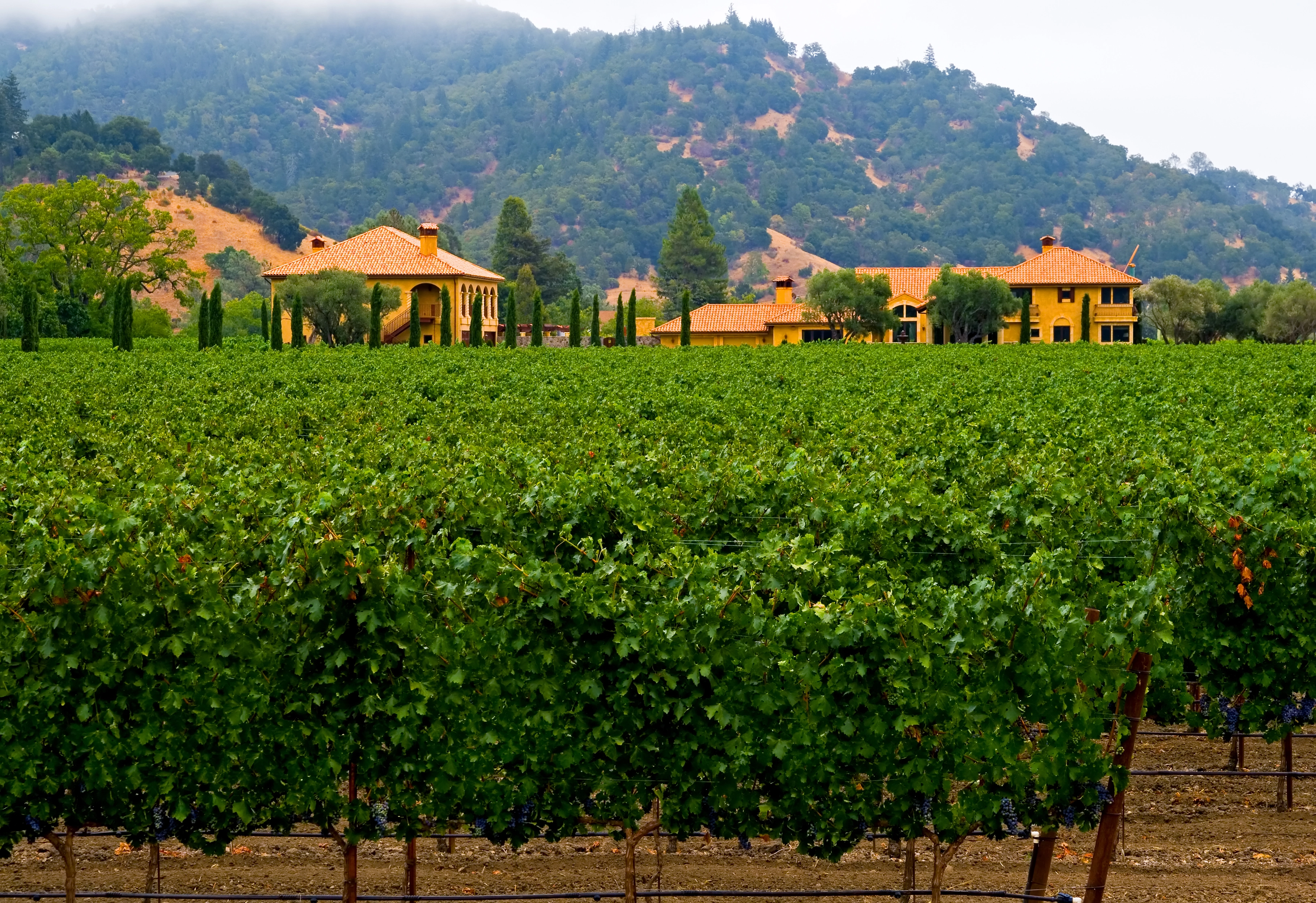 Classic Agrelo Winery Tour