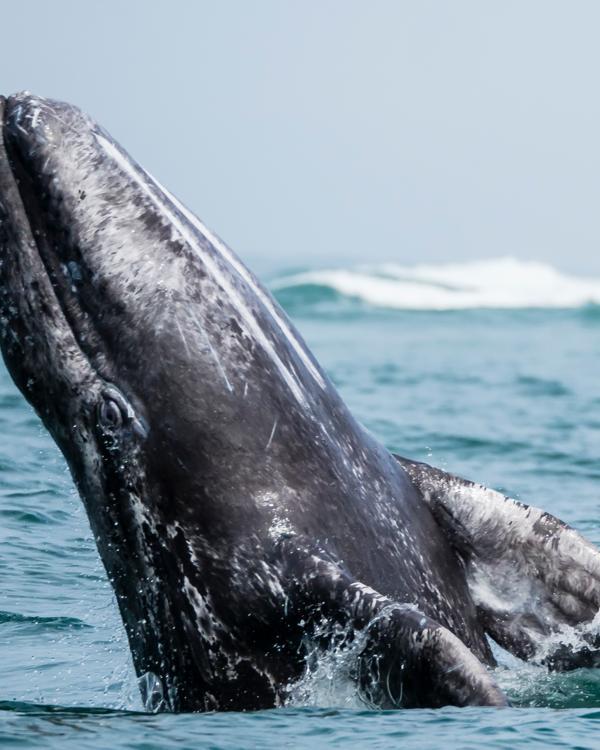 Baja California: Among the Great Whales