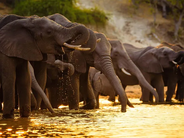 Beyond Your Wildest Dreams