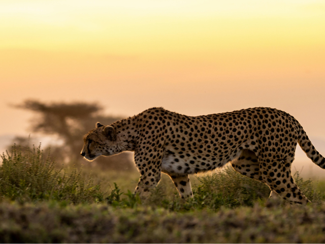 Ethical Safari Travel: How Luxury Leaves Something Behind