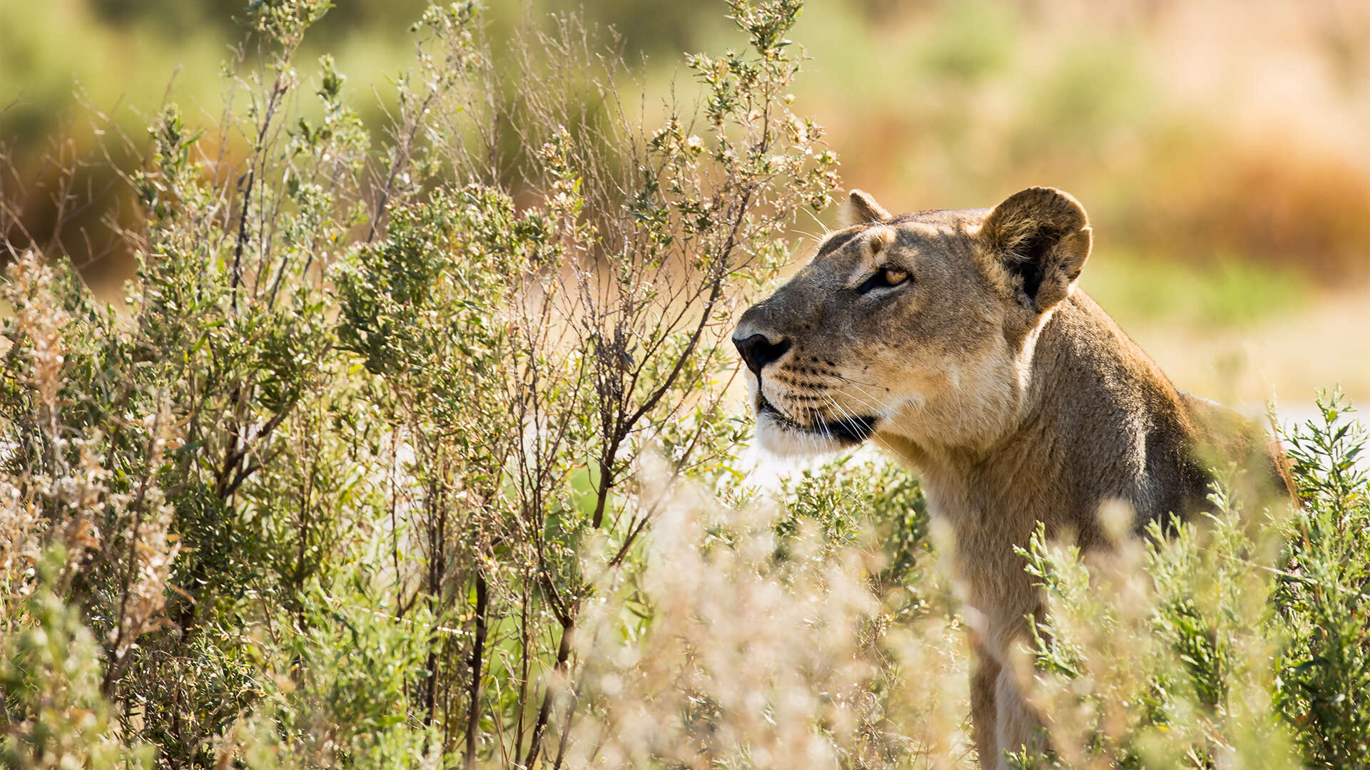 Great-Plains-Selinda-Camp-wildlife-lioness.jpg