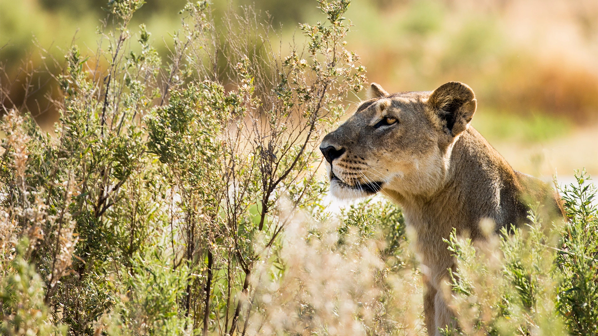 Great-Plains-Selinda-Camp-wildlife-lioness.jpg