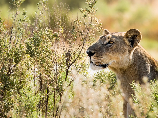 Selinda Camp