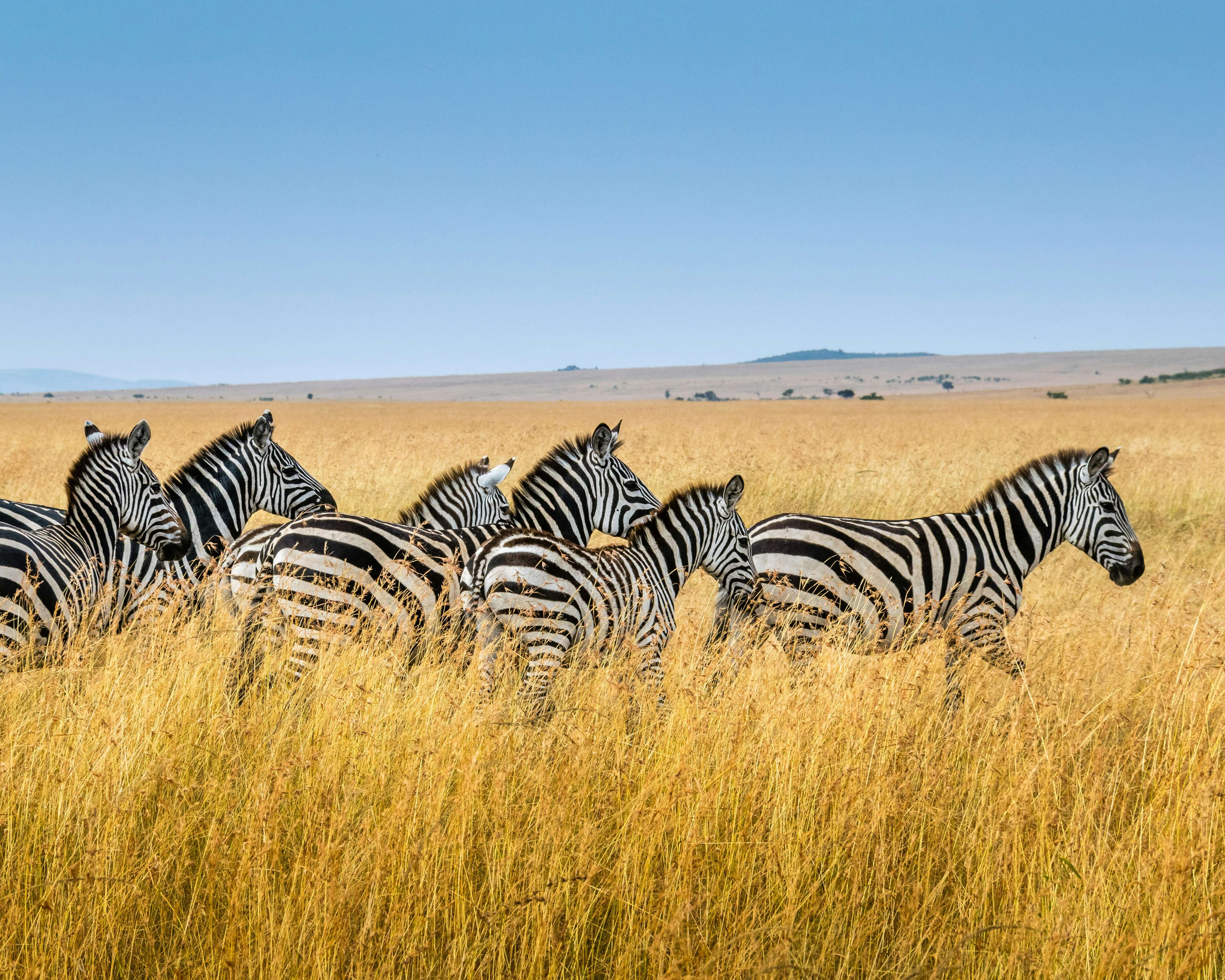Africa on Safari: Where the Wild Meets the Soul
