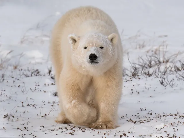 Canada's Premier Polar Bear Adventure