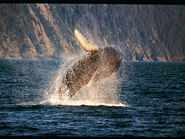 Explore the Wilderness on the Best Alaskan Cruise