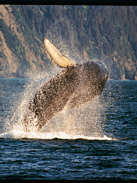 Explore the Wilderness on the Best Alaskan Cruise