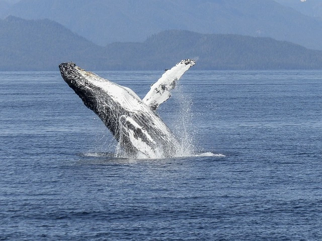 Juneau, Alaska: Ultimate Guide to Whale Watching and Exploring the City