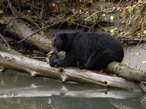 Wildlife Boat Tour with Cultural Interpreter