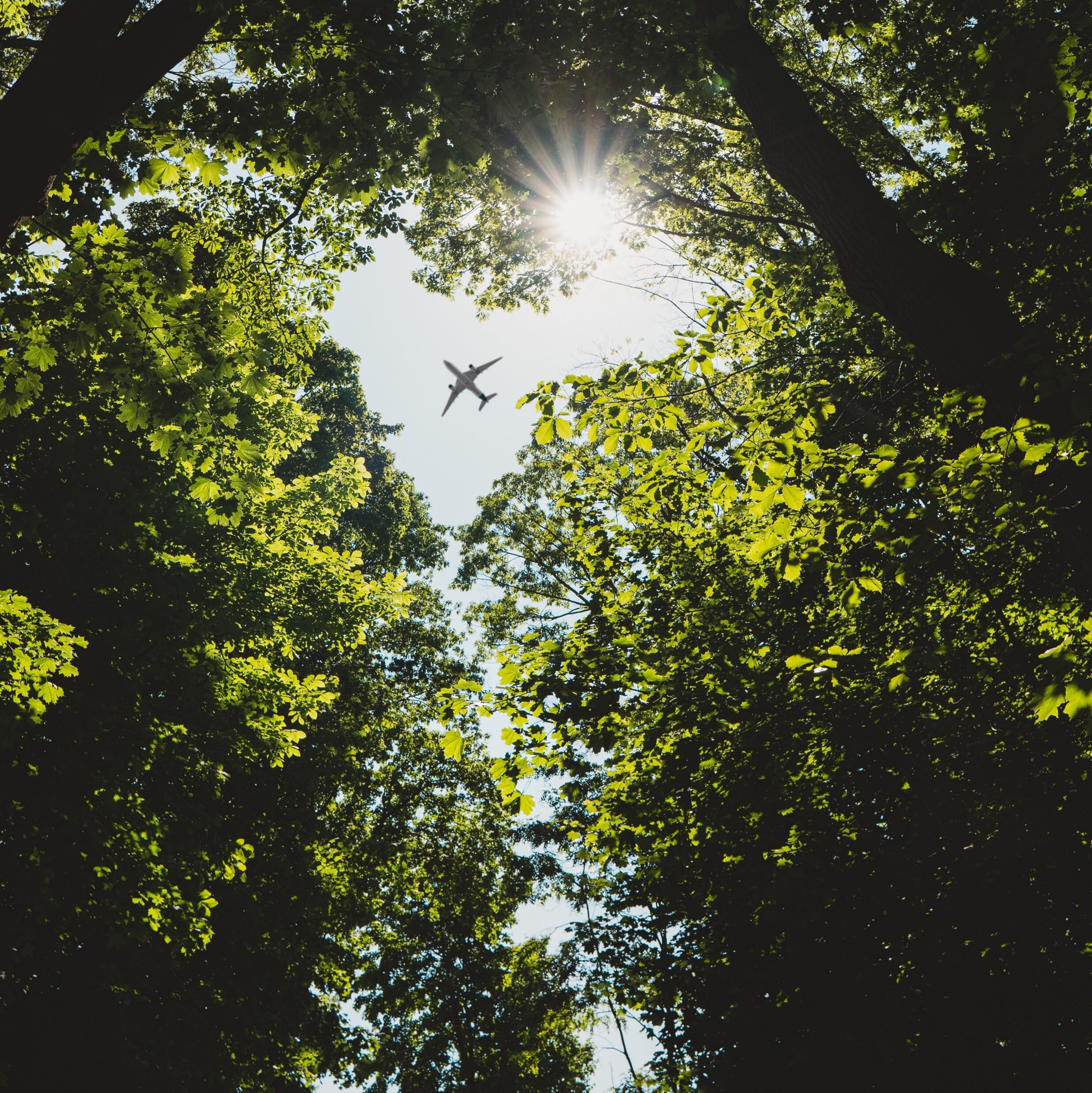 Sustainable Travel: How Trees4Travel Helps Offset Your Carbon Footprint