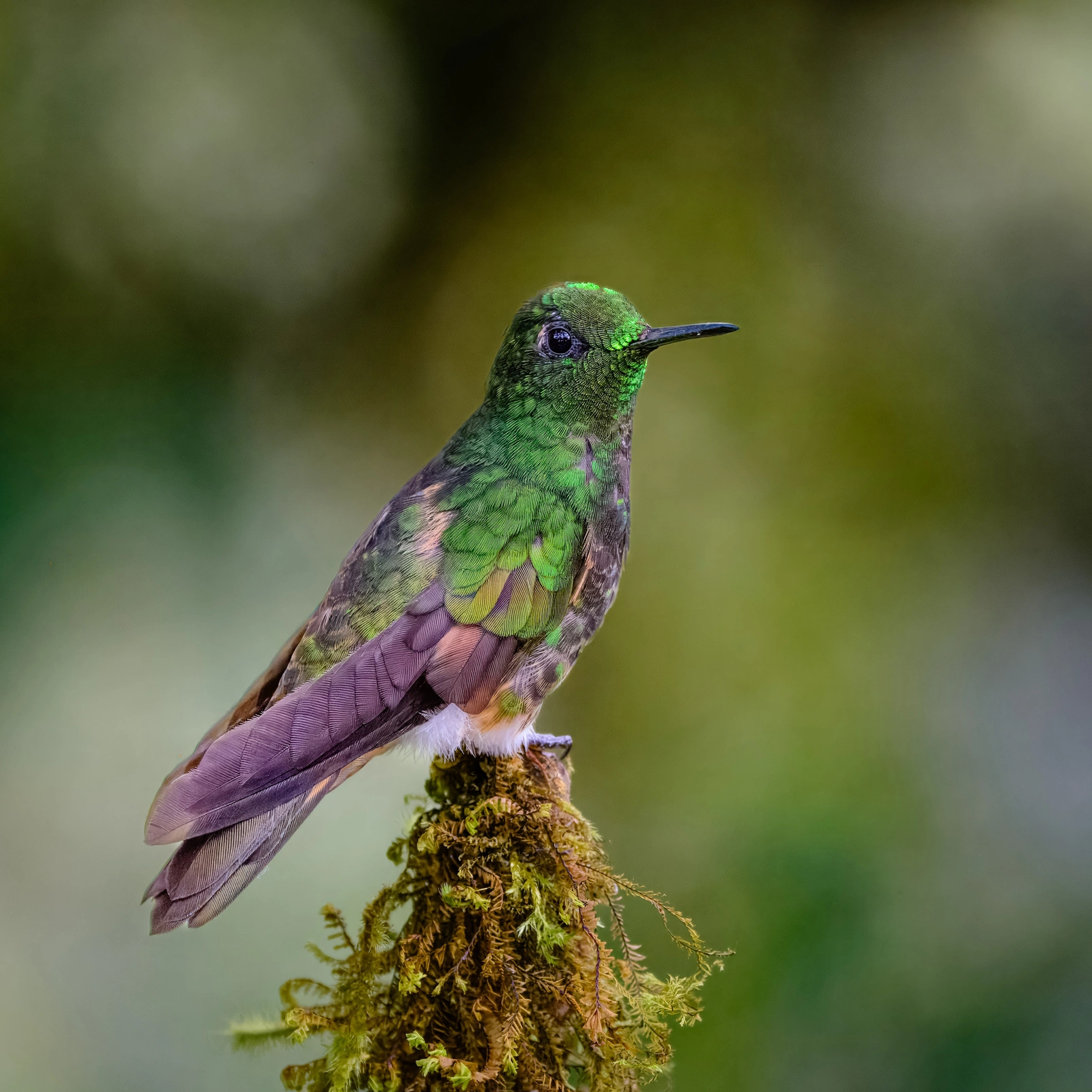 October 27 - Santa Cruz Island to Papallacta