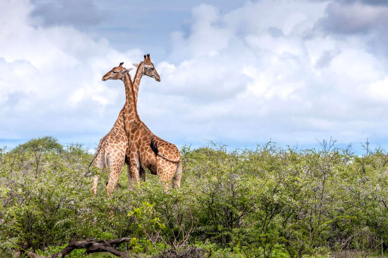 Go Beyond the Guidebook with Experiences Built on Local Connection