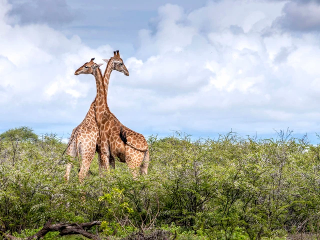 Go Beyond the Guidebook with Experiences Built on Local Connection