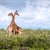 Go Beyond the Guidebook with Experiences Built on Local Connection