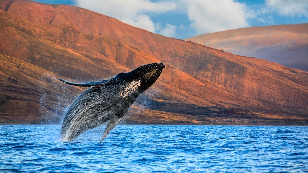 Maui: Observation des baleines, culture & lux / Discover Maui