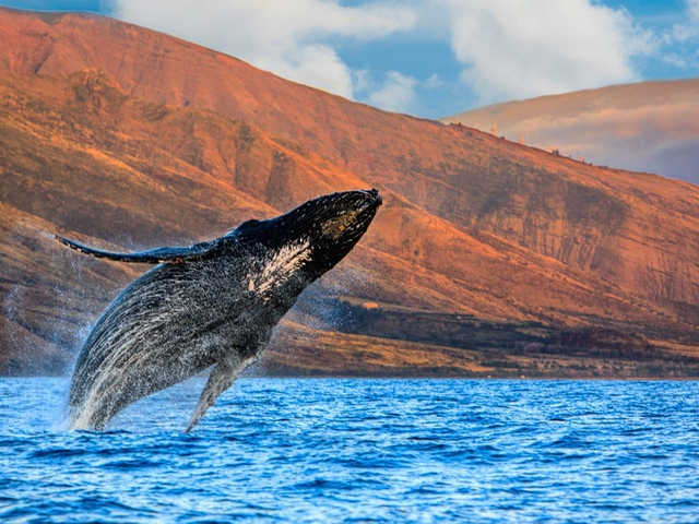 Maui: Observation des baleines, culture & lux / Discover Maui