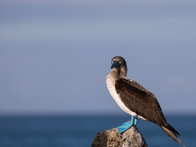 Galapagos