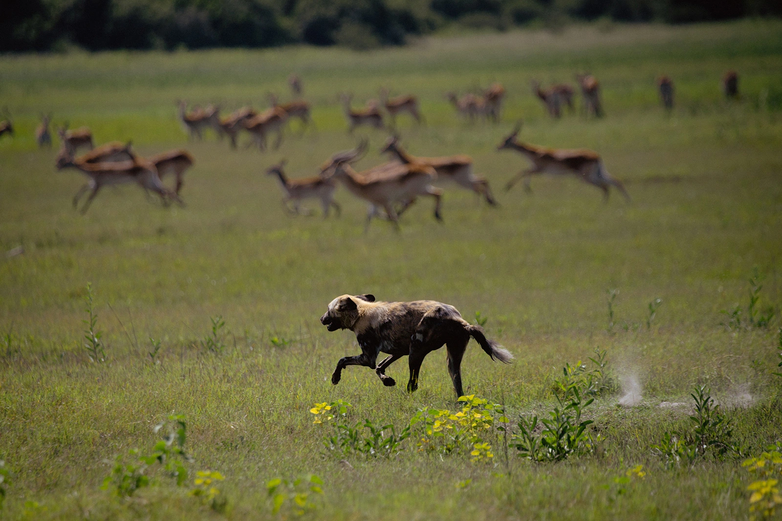 13Great-Plains-Duba-Plains-Camp-wild-dog.jpg
