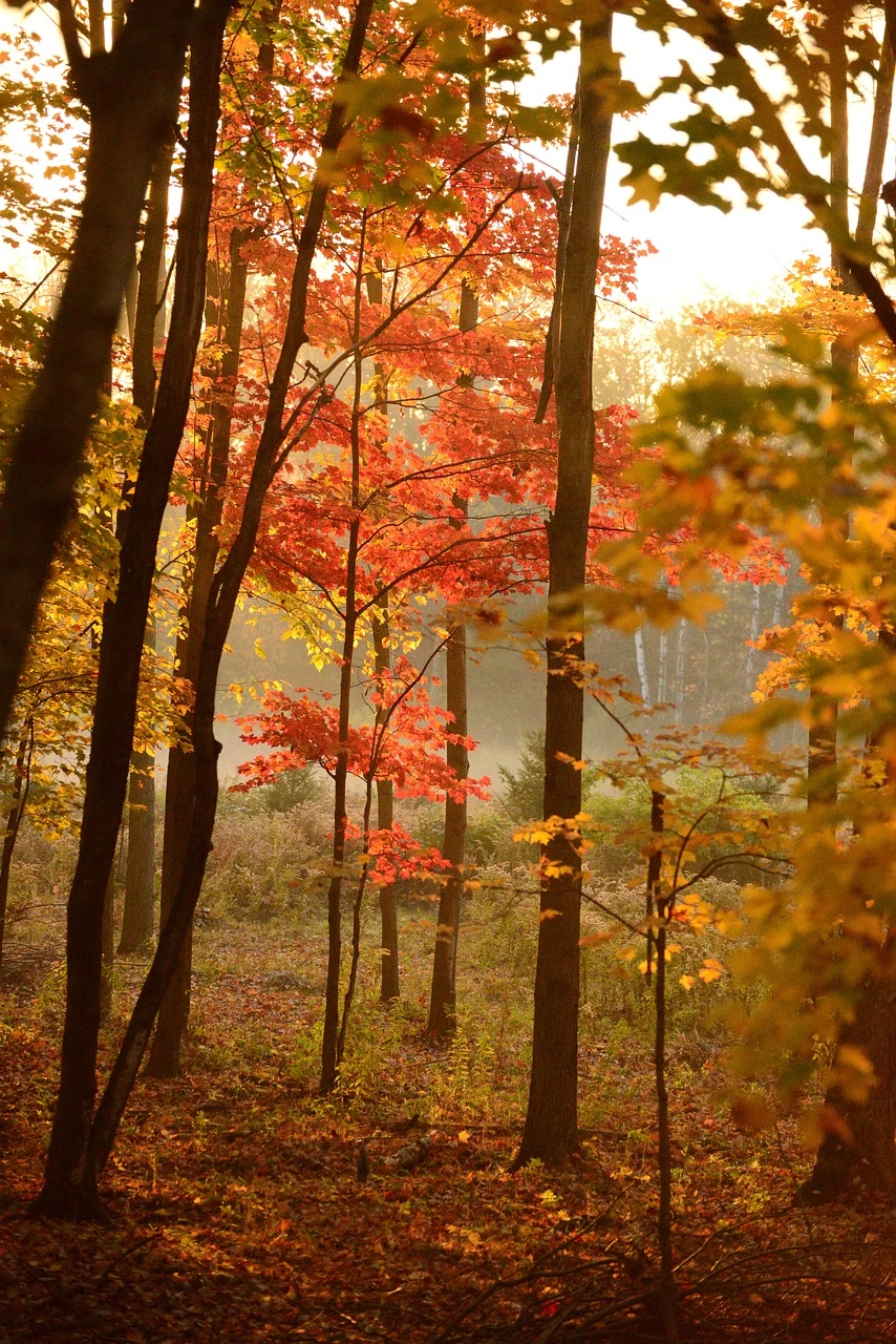 Top 10 Fall Foliage Destinations in Canada