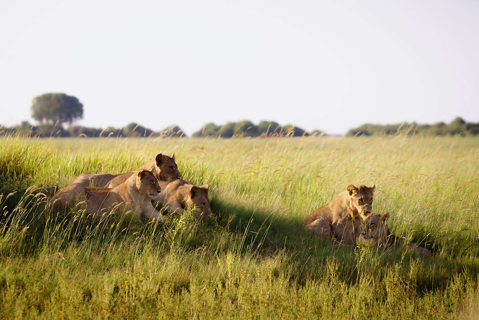11Great-Plains-Duba-Plains-Camp-lion-pride.jpg