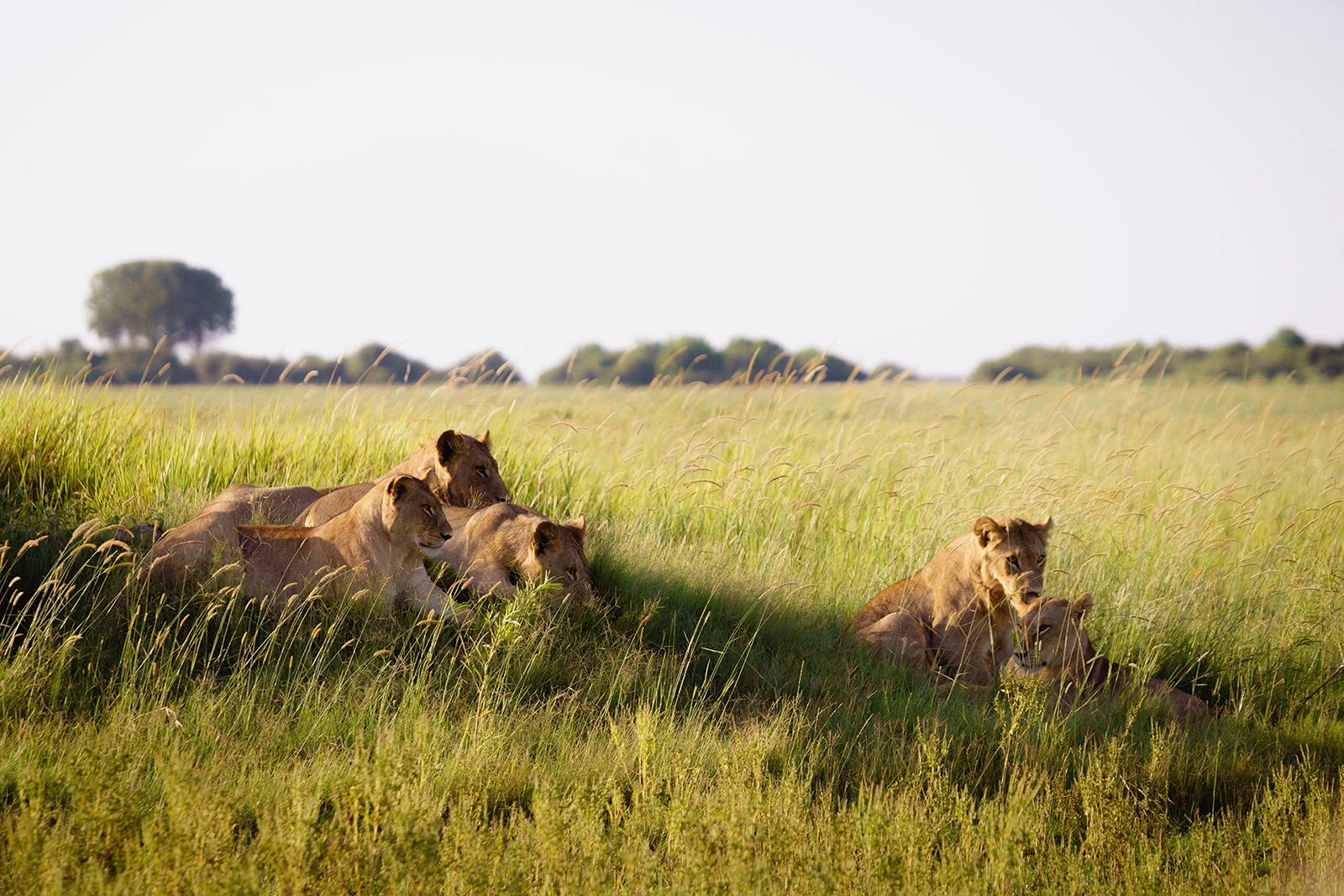 11Great-Plains-Duba-Plains-Camp-lion-pride.jpg