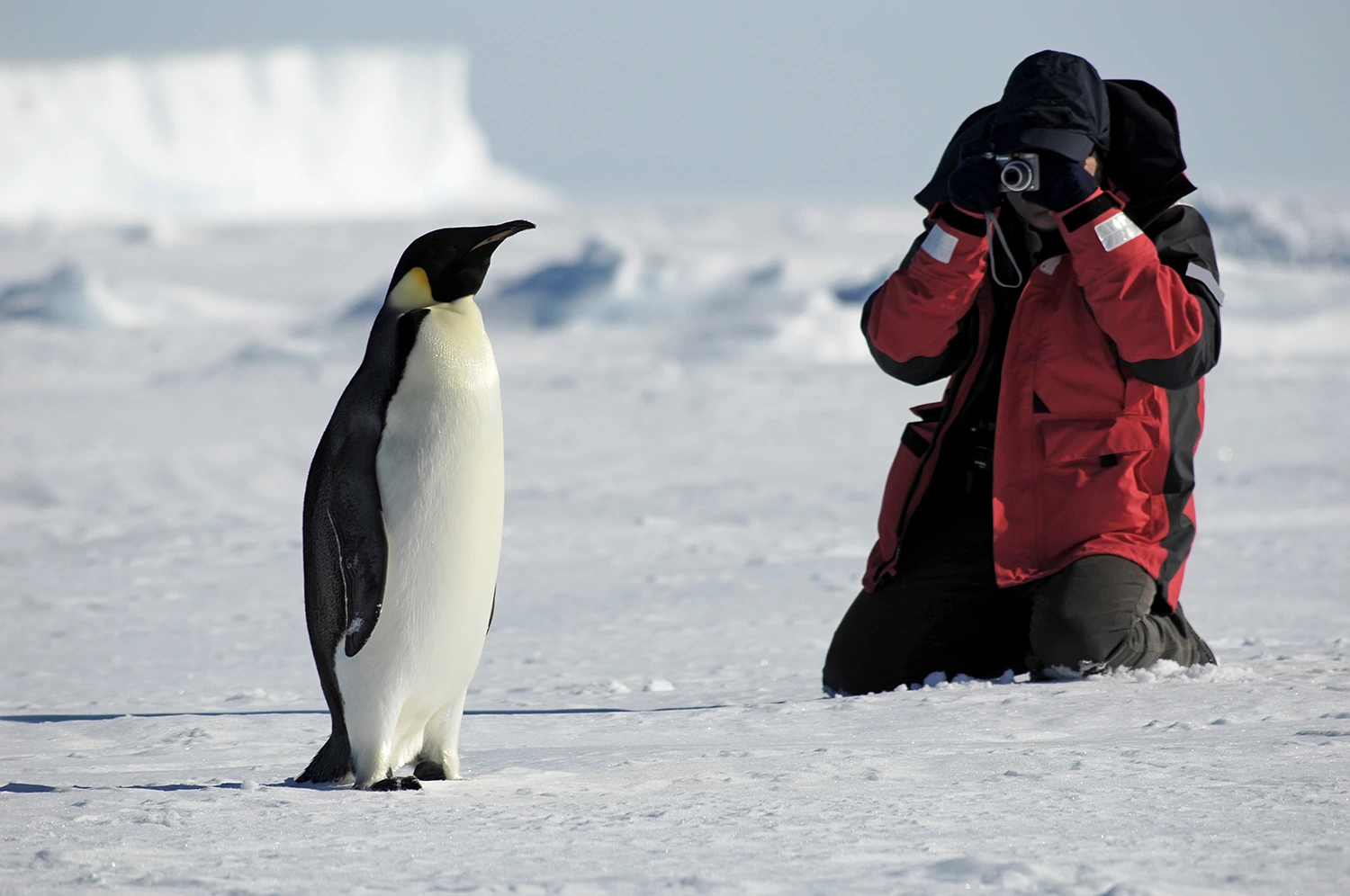 Beyond the Waves: Expedition Cruising vs. Ocean Cruising – What Sets Them Apart?