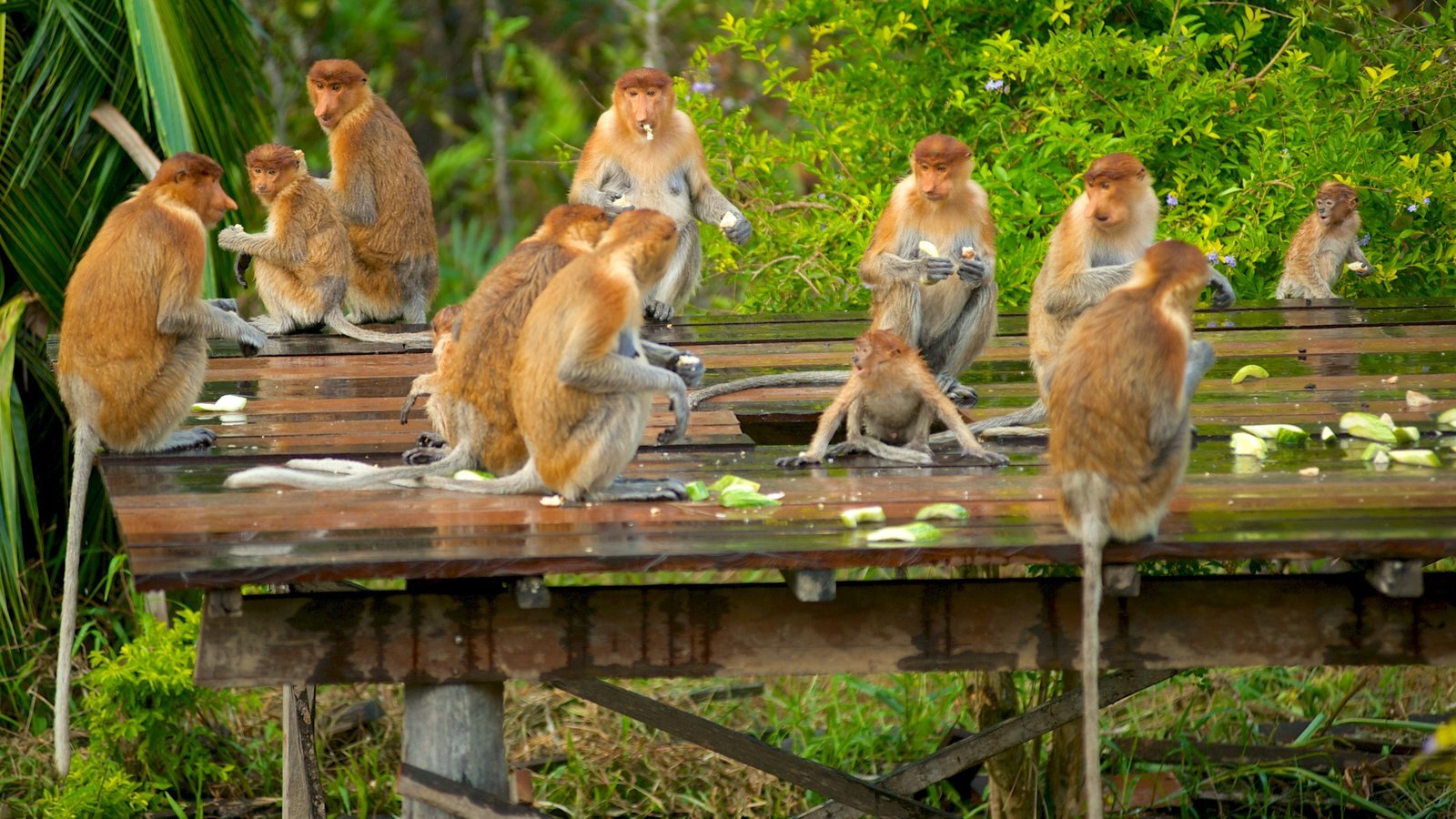 Tafi-Atome Monkey Sanctuary