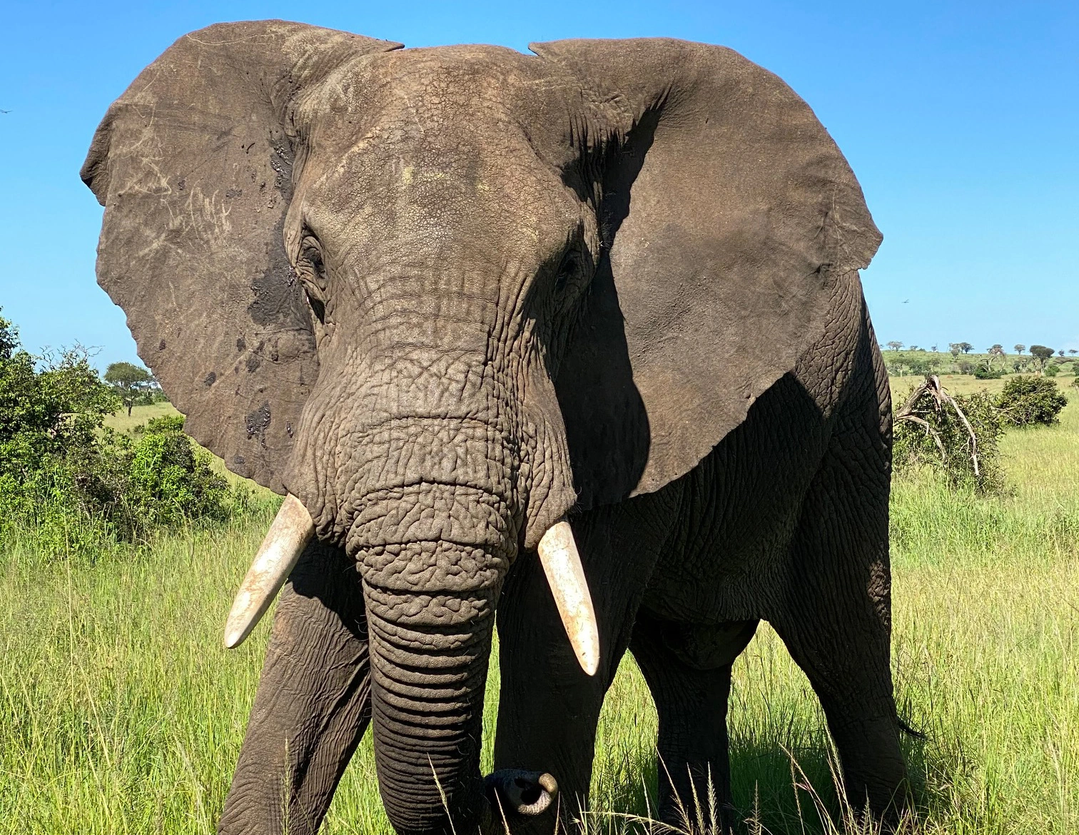 Elephant Tanzania