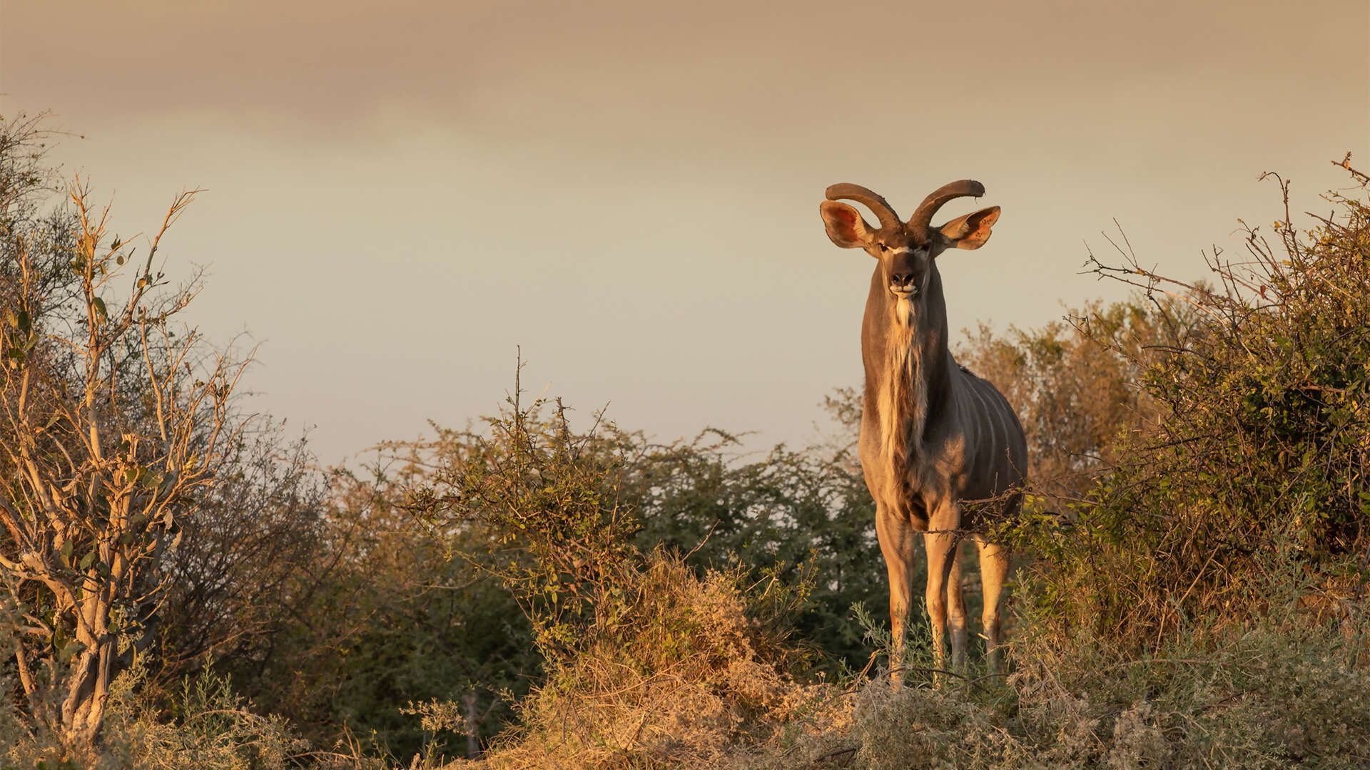 15Great-Plains-Selinda-Suite-kudu.jpg