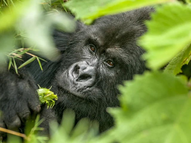 Exclusive 14-Day Kenya & Uganda Safari