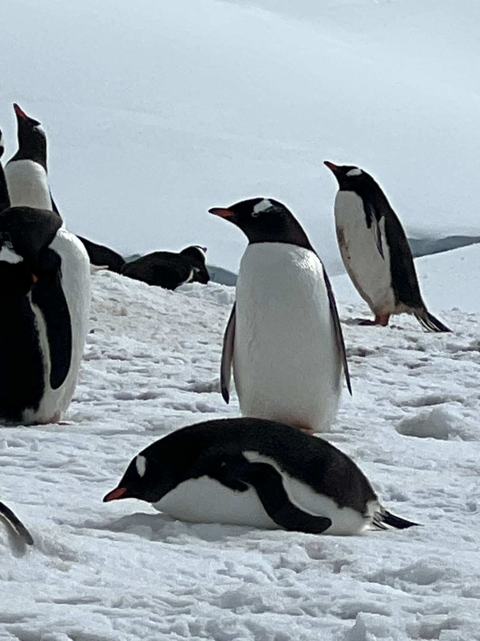 Antarctica: The Ultimate Expedition—Adventure, History & Ice Unite