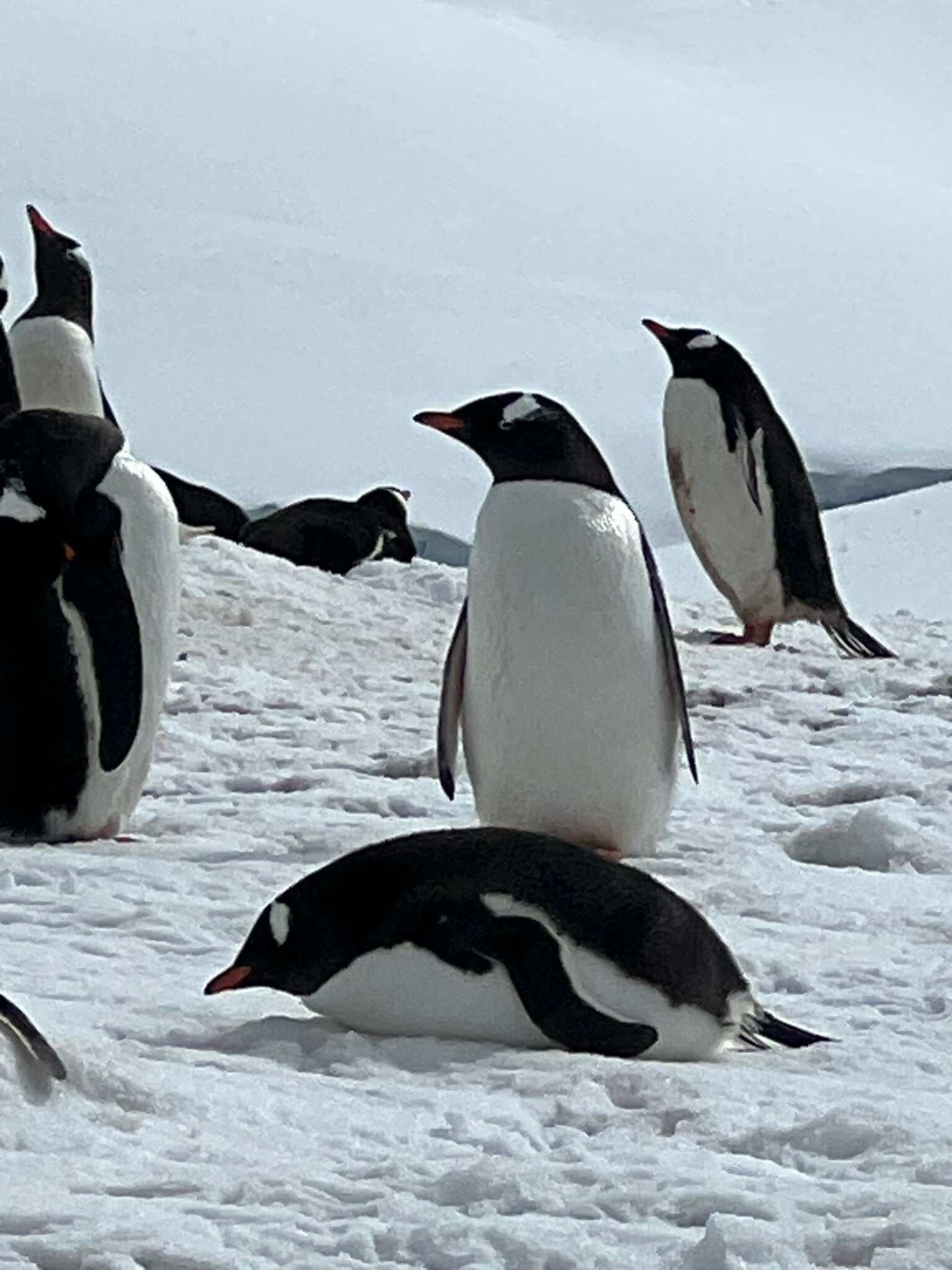 Antarctica: The Ultimate Expedition—Adventure, History & Ice Unite