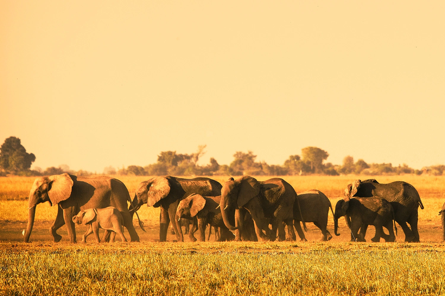 South Africa Elephants