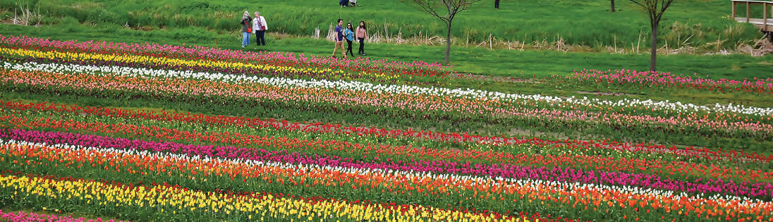 Holland’s Tulip Time Festival and Windmill Island Gardens