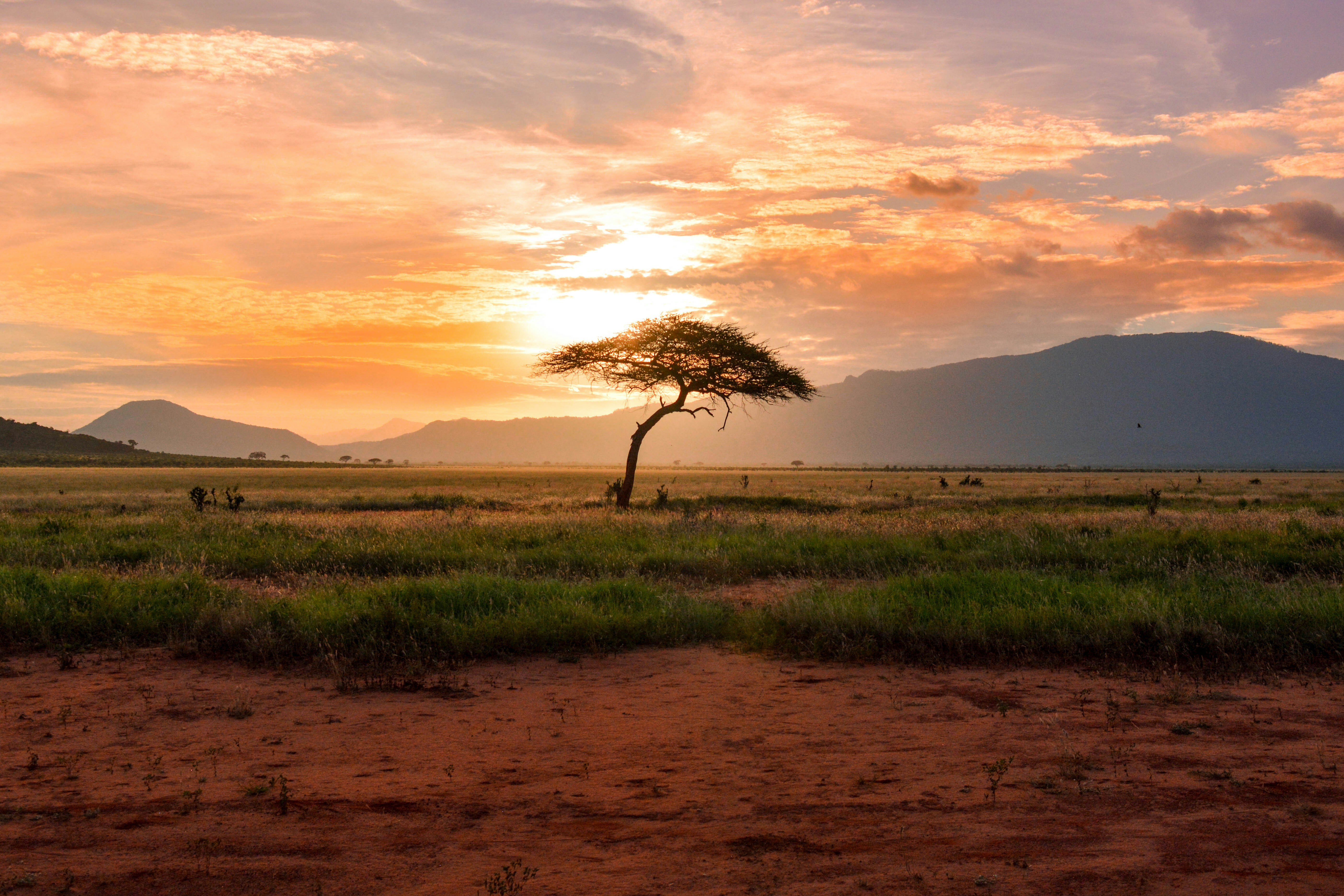 Africa Is Calling—Will You Answer?