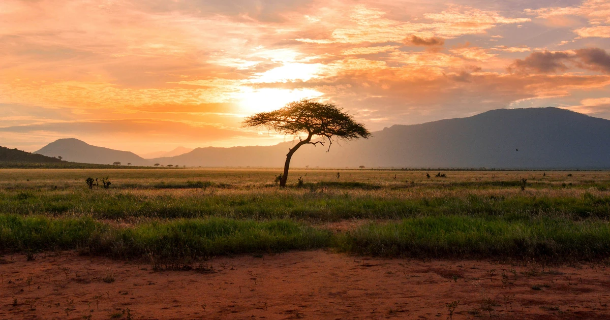 Africa Is Calling—Will You Answer?