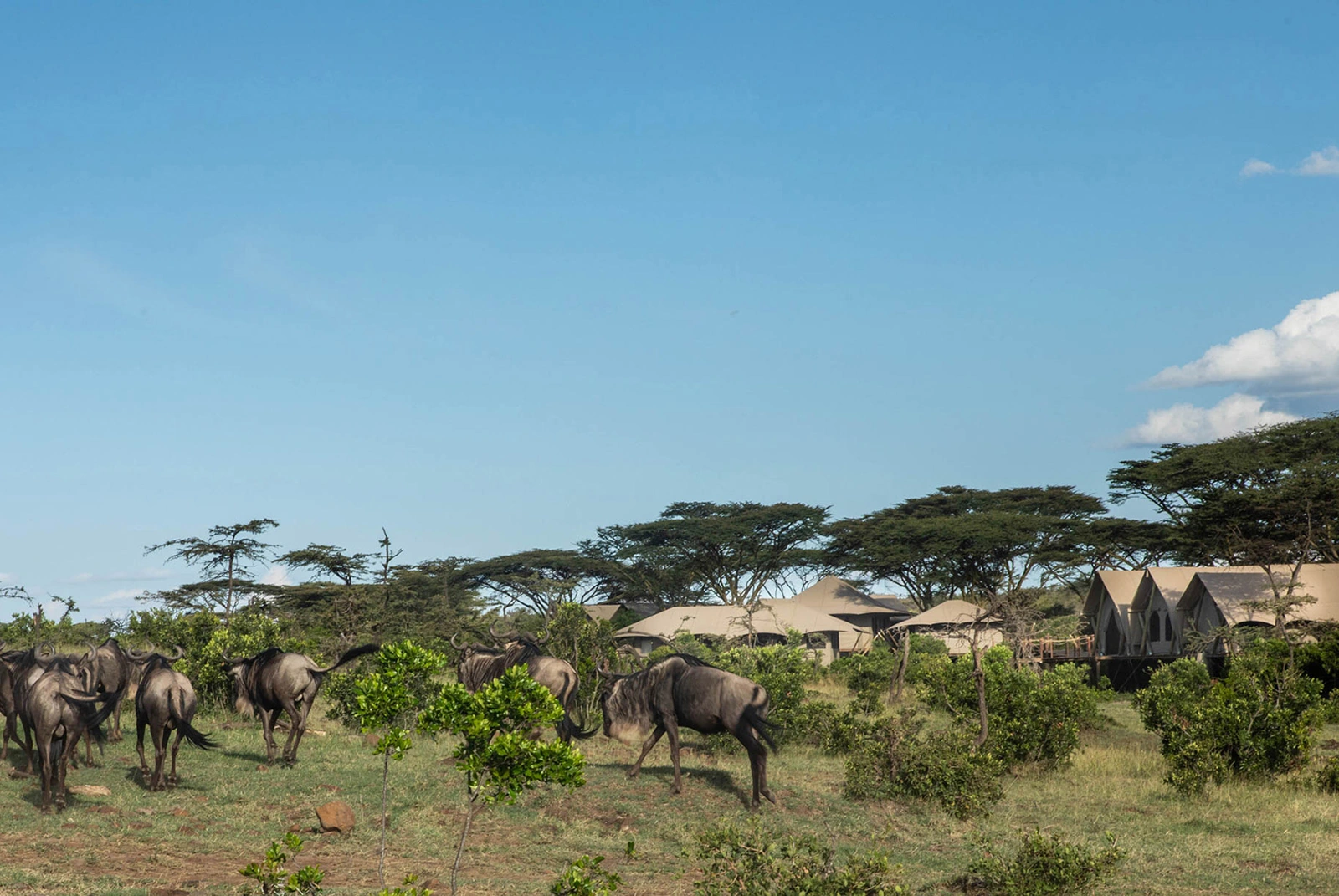 02Great-Plains-Mara-Nyika-Camp-with-wildebeests.jpg