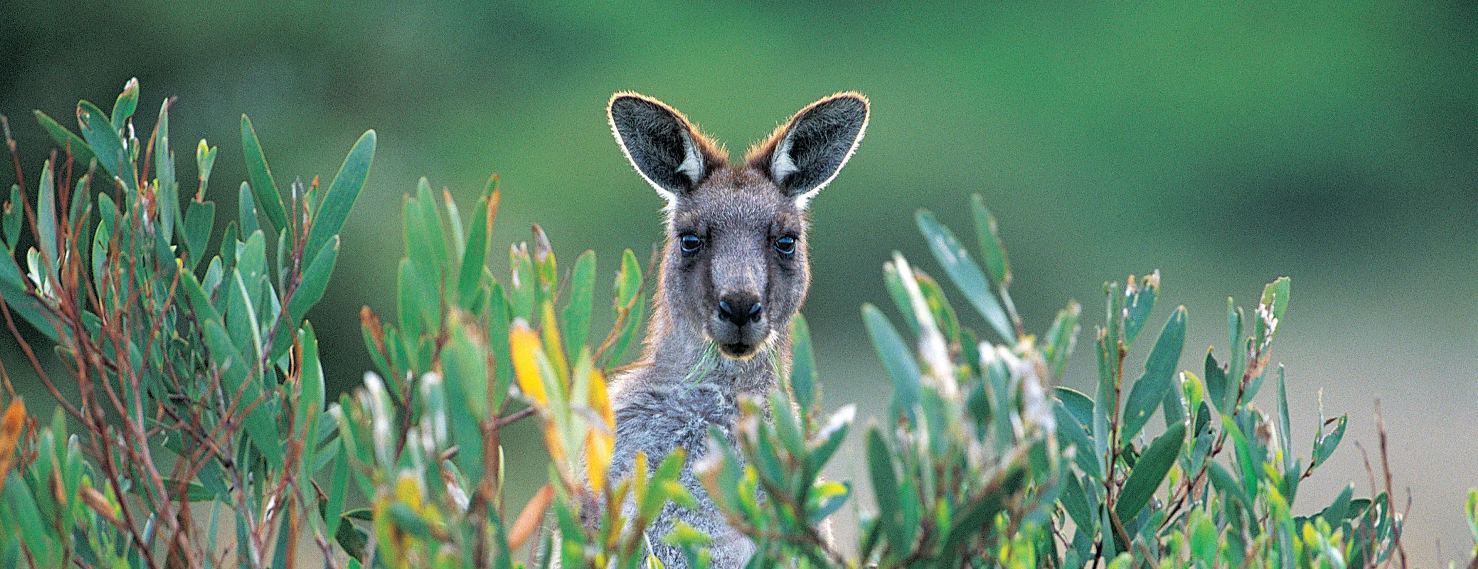 Adelaide, South Australia, Australia