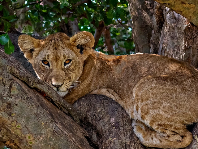 Kenya