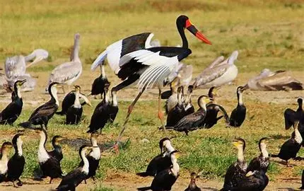 DAY 4: EARLY MORNING SAFARI – TRANSFER TO VOLCANOES N.P- VISIT ELLEN CAMPUS