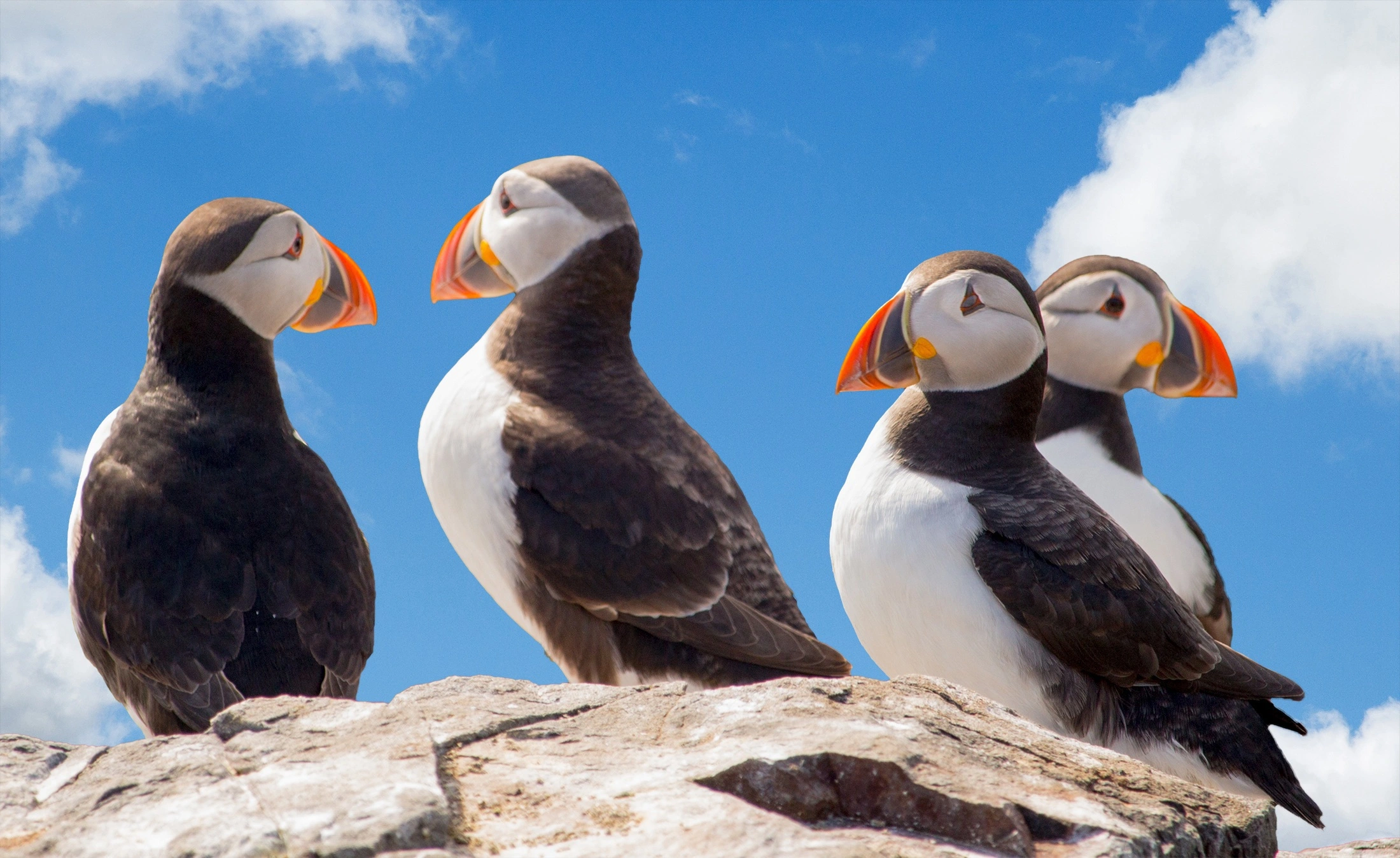 Puffins Up Close