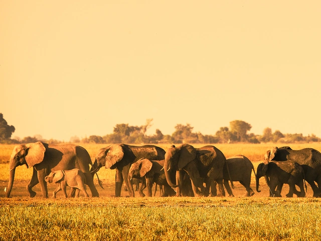 Africa & Safaris
