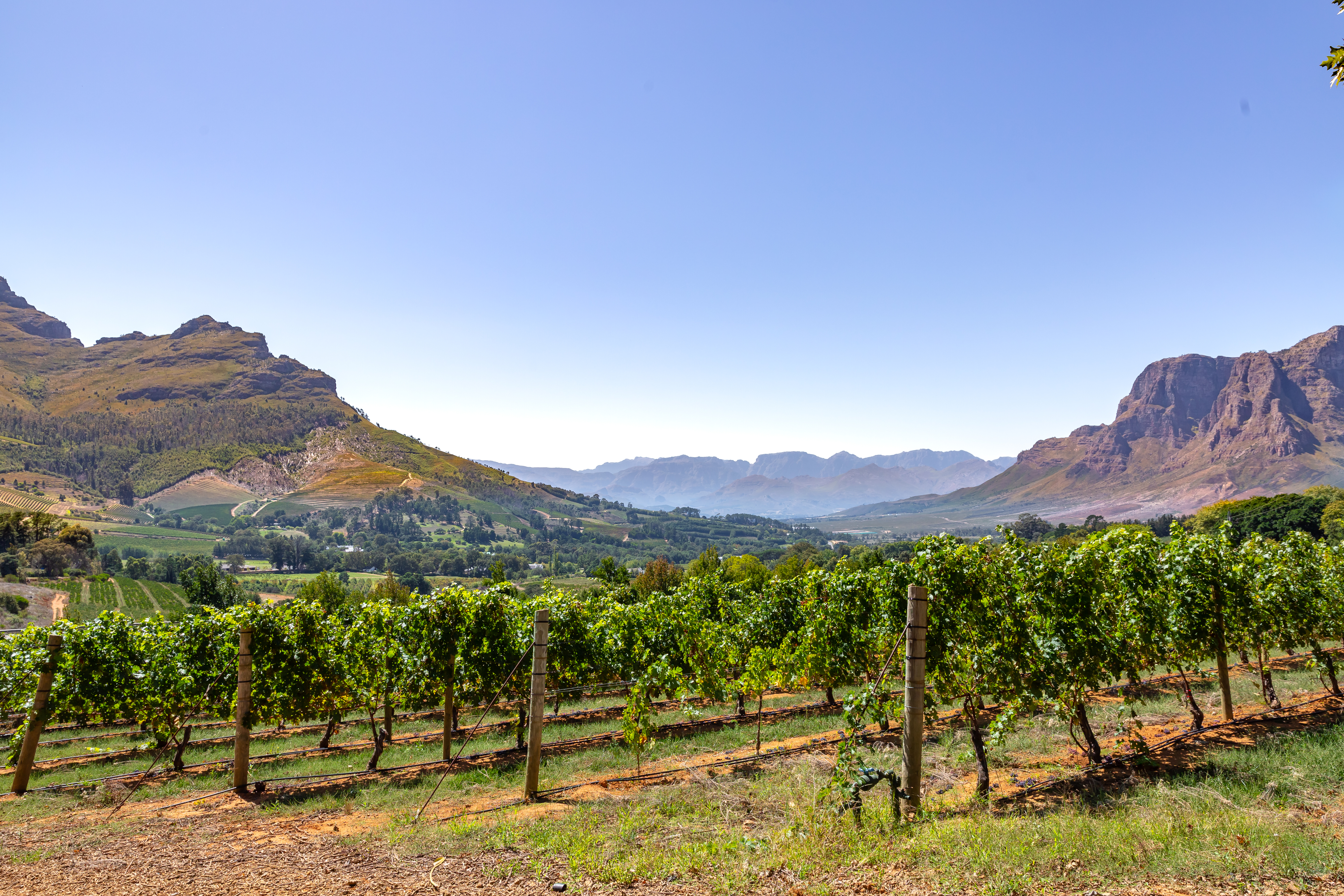 Why Travelers are Following the Trail of South Africa’s Oldest Vineyards
