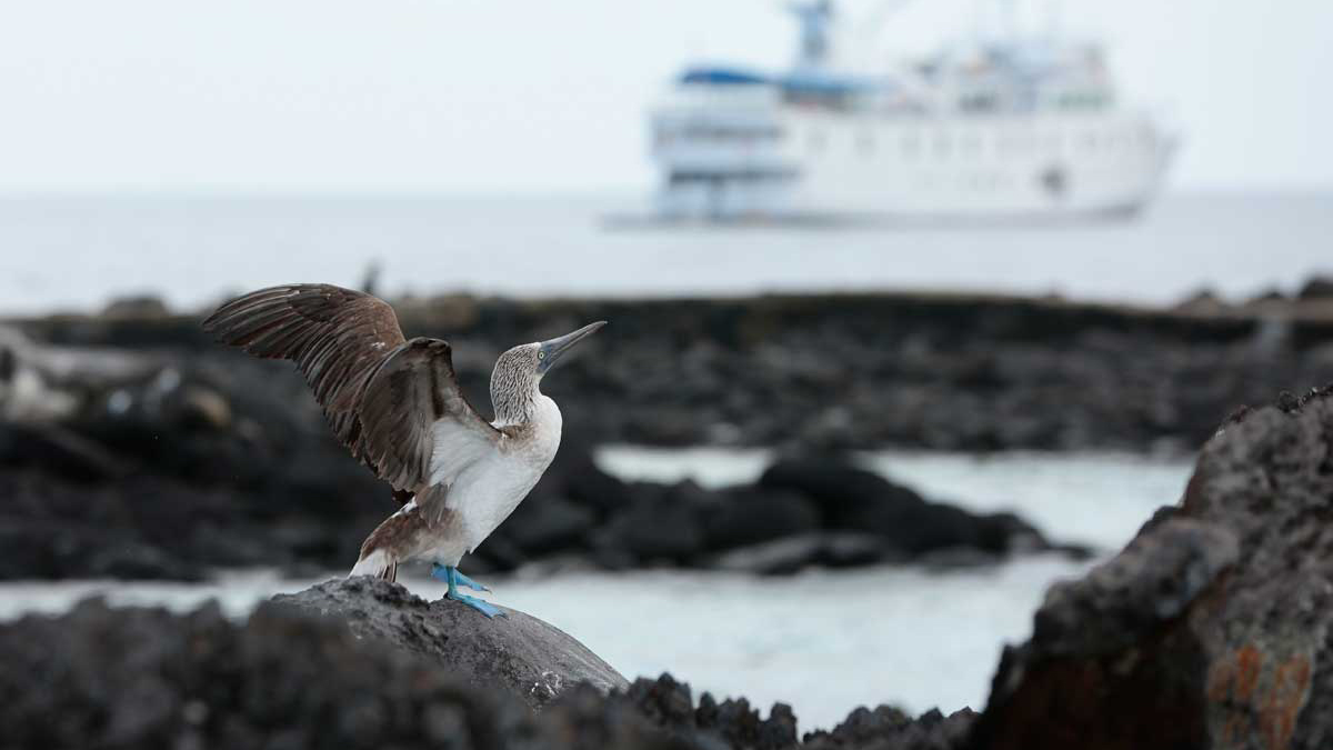 Un-Cruise Adventures