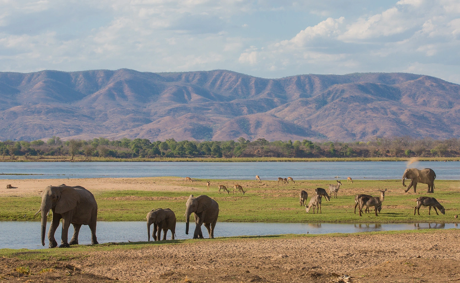 Safari Elephants