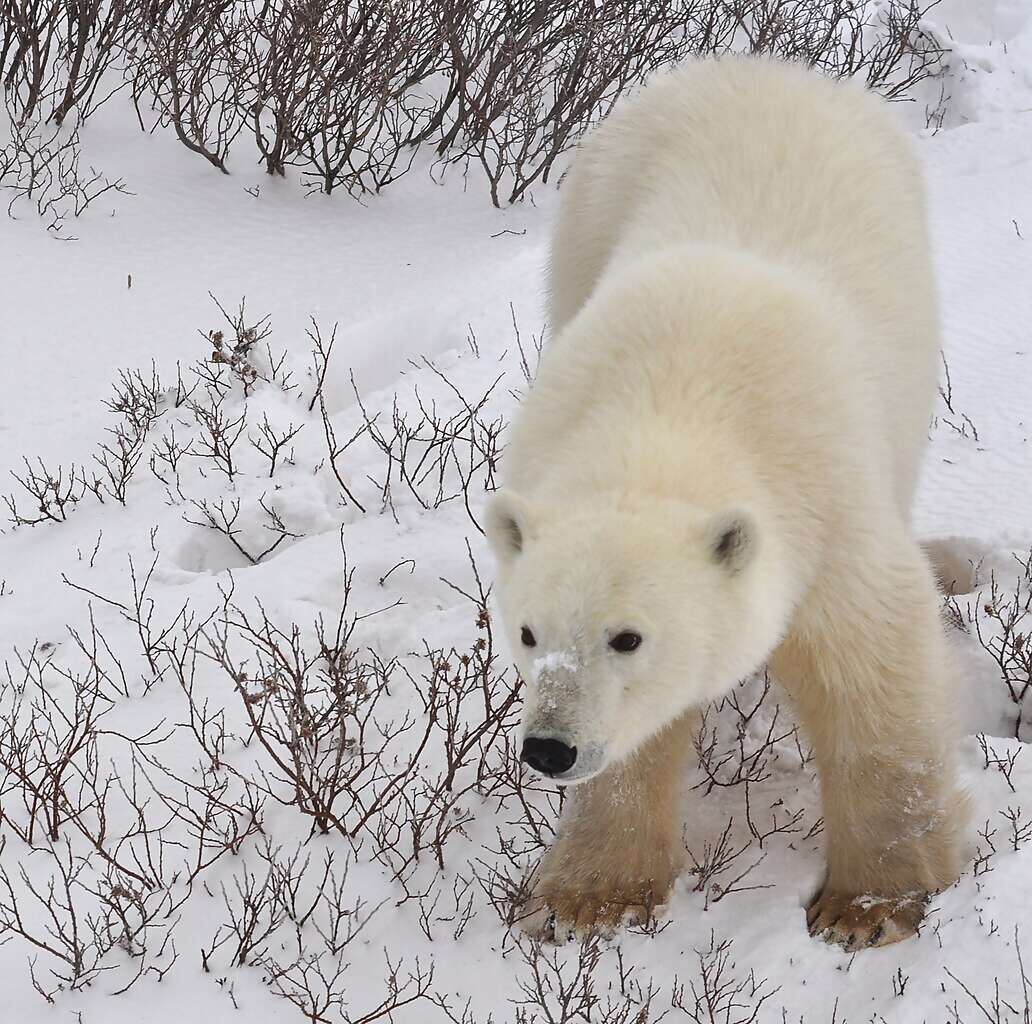 Where Polar Bears Gather and the Northern Lights Dance